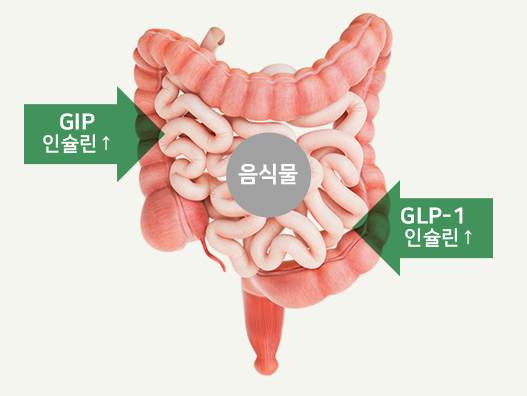 장에서 GIP 인슐린, GLP-1 인슐린 분비