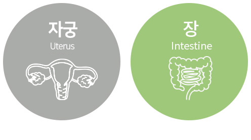 여성생식기관 자궁&장