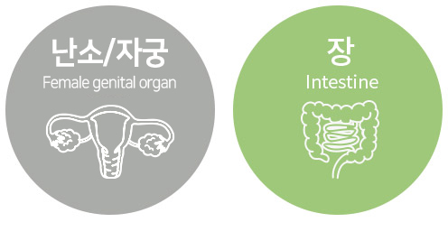 여성생식기관 자궁 난소&장