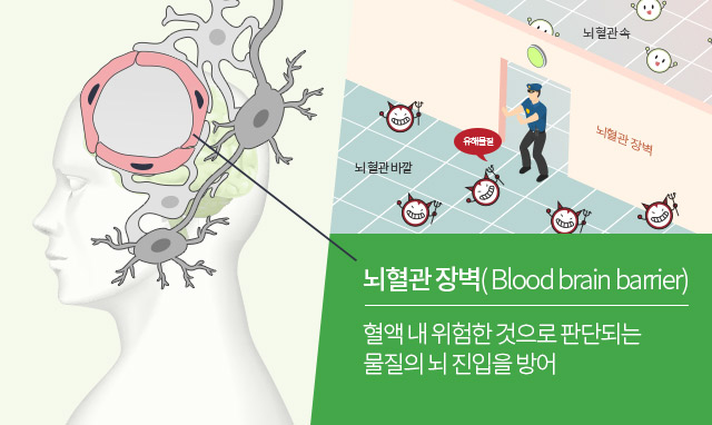 뇌혈관 장벽(BBB Blood brain barrier) 혈액 내 위험한 것으로 판단되는 물질의 뇌 진입을 방어 이미지