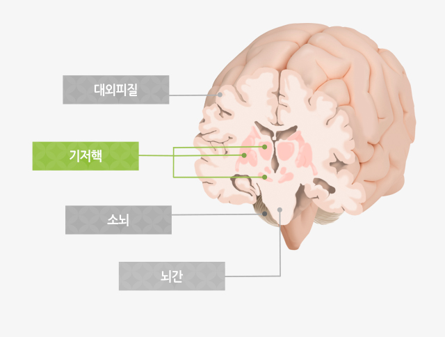 대외피질, 기저핵, 소뇌, 뇌간 이미지
