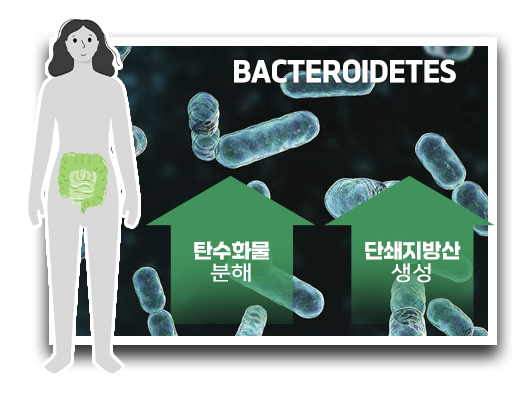 날씬균 박테로이데테스, Bacteroidetes