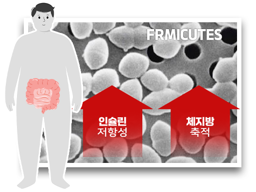 비만균 퍼르미큐티스, 퍼미큐티스, frmicutes