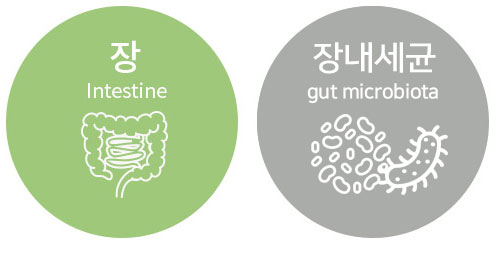 장을 치료해서 간과 자율신경을 치료한다